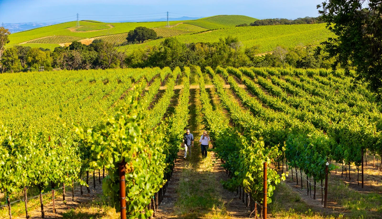 Sparkling Pinot Noir | Mumm Napa
